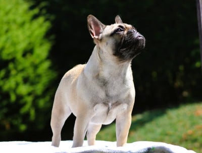 Étalon Bouledogue français - valar dohaeri's Perfect Phoenix J-Lee
