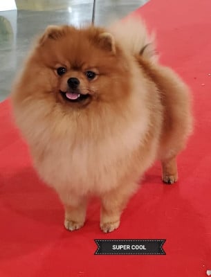 Étalon Spitz allemand - CH. SUPER COOL du royaume des bouts de chou