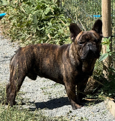 Étalon Bouledogue français - Distinct Origins ALPHONSE