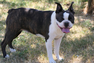 Étalon Boston Terrier - AMBRE Sweeties Doggies