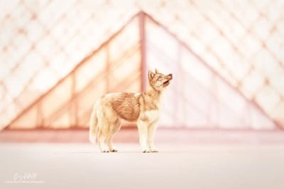 Étalon Siberian Husky - Unreal Chocolat  Who Play With Moonlight