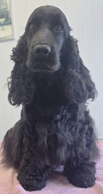 Étalon Cocker Spaniel Anglais - URSELLE de la Petite Pinochère de la petite pinochere