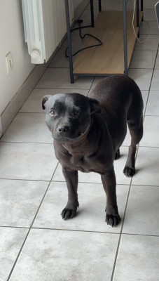 Étalon Staffordshire Bull Terrier - Tamia Titre Initial