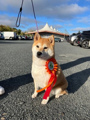 Étalon Shiba - CH. Color Breeze Dolly Titre Initial