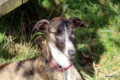Étalon Whippet - Veste à Paillettes De Enez-Lenvenn