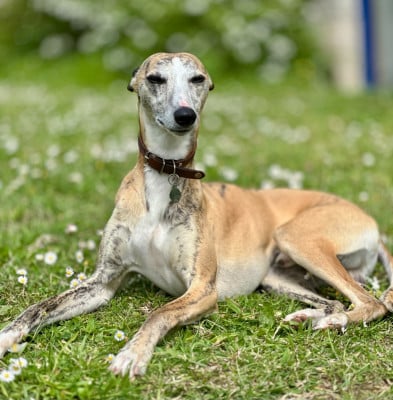 Étalon Whippet - Smoking De Bambino Bristl