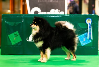 Étalon Chien finnois de Laponie - CH. VVaouuuh in Uk Riven De La Contrée De Léonidas