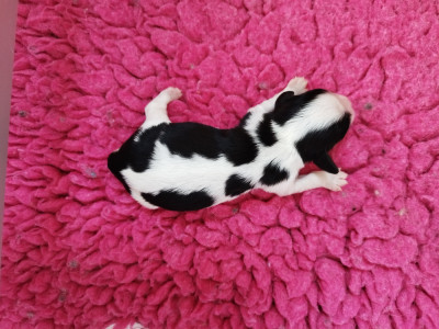 Étalon Cavalier King Charles Spaniel - Chiot N°3 