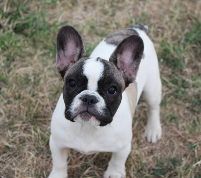 Étalon Bouledogue français - Bamba De La Notte Di Cane