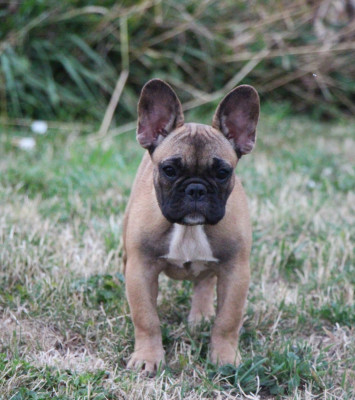 Étalon Bouledogue français - Bess De La Notte Di Cane