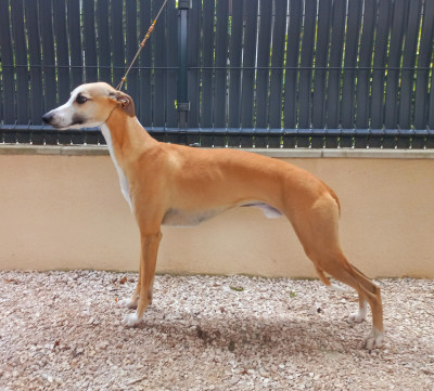 Étalon Whippet - Aïko Des Trésors De Provence