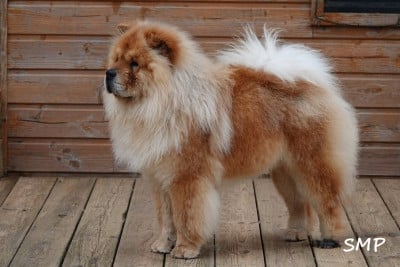 Étalon Chow Chow - VOLDEMORT Des Douceurs Du Joly A Mour