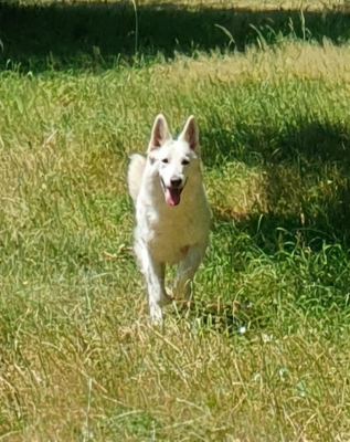 Upette Of Shepherd's Paw