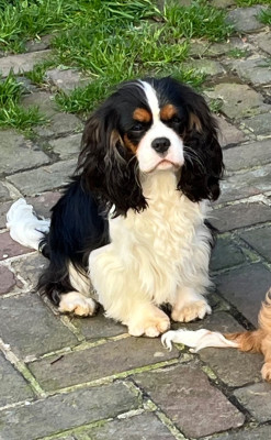 Étalon Cavalier King Charles Spaniel - After Midnight Du Chemin En Thelle