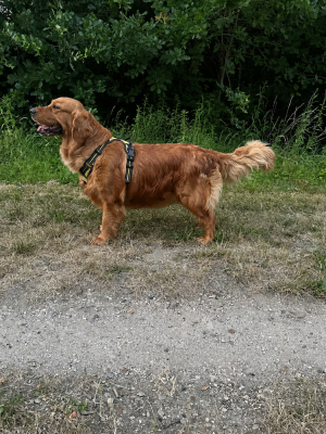 Étalon Golden Retriever - Vegas en memoire a nina Zomiligoldenfamily