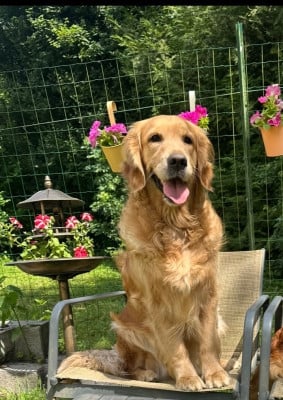 Étalon Golden Retriever - u'nala amazing love A Star Is Born