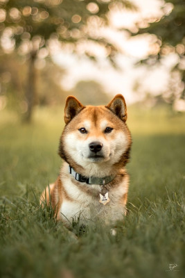 Étalon Shiba - Sushi (Sans Affixe)