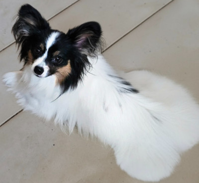 Étalon Epagneul nain Continental (Papillon) - CH. AXEL 