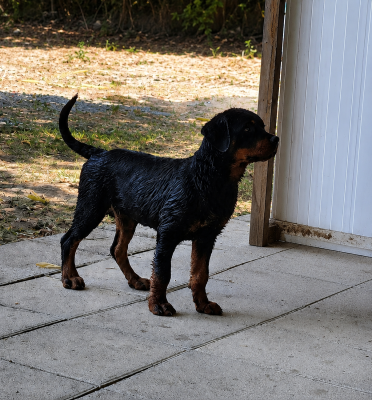 Étalon Rottweiler - Braxus Des Pas De Sharko