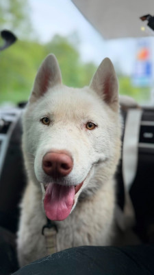 Étalon Siberian Husky - Astarion of Bright Star Syrius