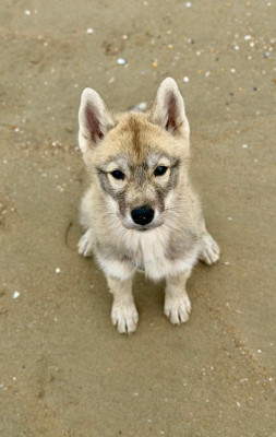 Étalon Siberian Husky - b'skadi De La Contrée Des Glaces