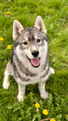 Étalon Siberian Husky - A'tundra De La Contrée Des Glaces