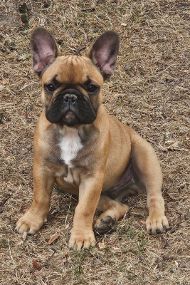 Étalon Bouledogue français - Barry des dobs d'arnoline
