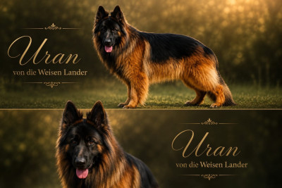 Étalon Berger Allemand - URAN Von Die Weisen Lander