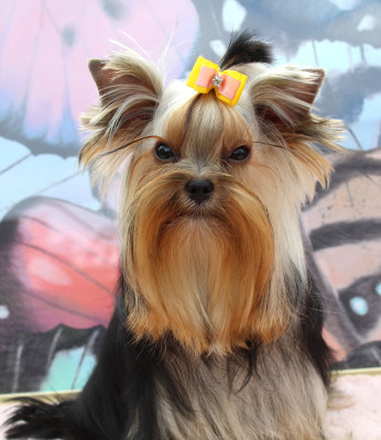 Étalon Yorkshire Terrier - Ynéa de La Maison De Folie