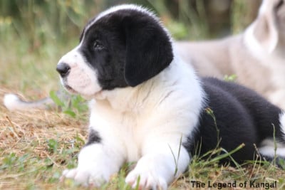 Étalon Berger d'Asie Centrale - Yevgeny Alabai The Legend Of Kangal