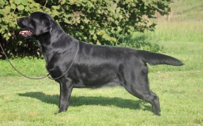 Étalon Labrador Retriever - CH. On the way to my heart Au Soleil D'Ambre