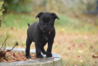 Étalon Staffordshire Bull Terrier - Skillstaff BABA YAGA
