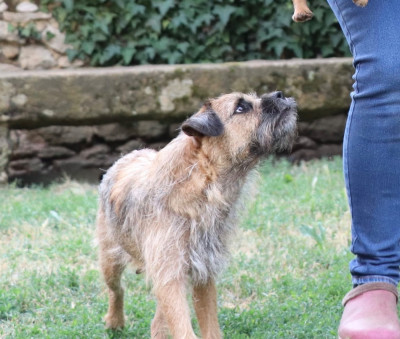 Étalon Border Terrier - Trix du Chemin de la Cottière