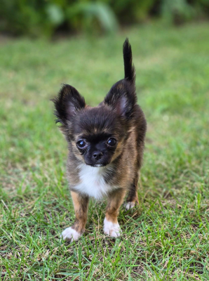 Étalon Chihuahua - Boubou Des Minis Trésors