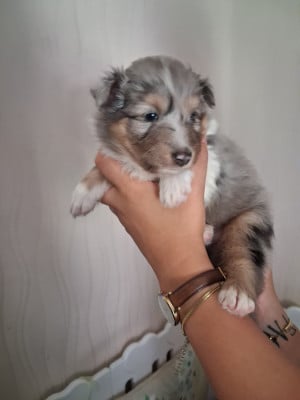 Étalon Shetland Sheepdog - Bloom Bleu de L Océan Noire 