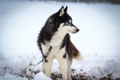 Étalon Siberian Husky - Shadow Naillik's