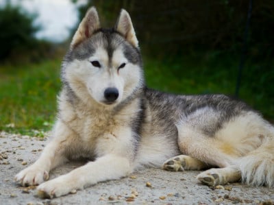 Étalon Siberian Husky - Omatikaya (Sans Affixe)