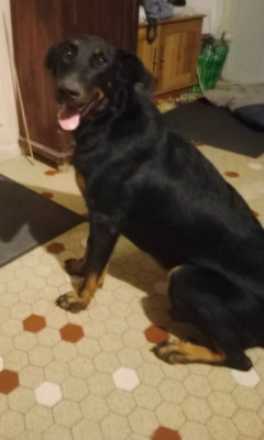 Étalon Berger de Beauce - Avane de la Fontaine Au cresson (Sans Affixe)