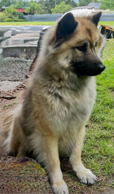 Étalon Eurasier - ULANE  Du Mistral Normand