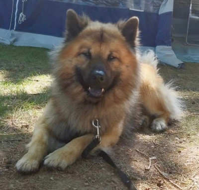 Étalon Eurasier - Tyson (Sans Affixe)