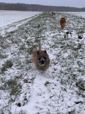 Étalon Cairn Terrier - Acajou du pré moussey Du pré moussey