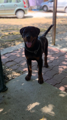 Étalon Rottweiler - Braxus Des Pas De Sharko