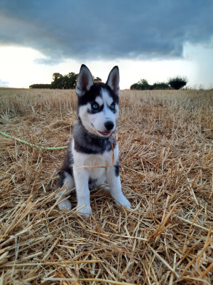 Étalon Siberian Husky - Blue Black Moon De la passion Nordique