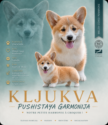 Étalon Welsh Corgi Pembroke - KLJUKVA pushistaya garmonija