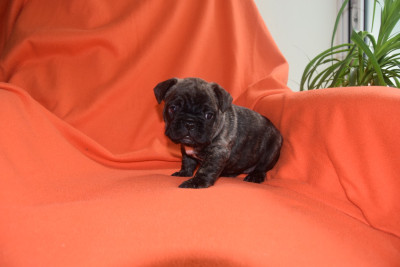 Étalon Bouledogue français - Baya Bcbg Belle Carrure Belle Gueule