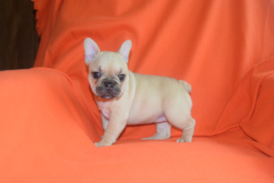Étalon Bouledogue français - Bonnie Bcbg Belle Carrure Belle Gueule