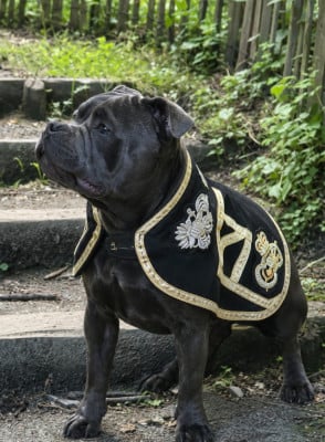 Étalon Staffordshire Bull Terrier - achille aka james blue bond at domaine des alunts du domaine des Alunts
