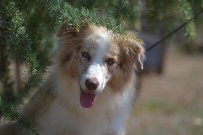 Étalon Border Collie - Abracadabra De La Colline d'Ans