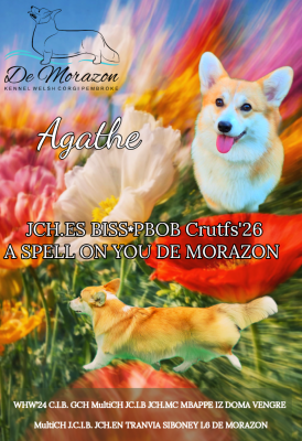 Étalon Welsh Corgi Pembroke - CH. A SPELL ON YOU  De Morazon