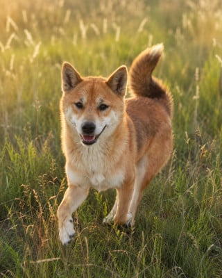 Étalon Shiba - Sakura (Sans Affixe)